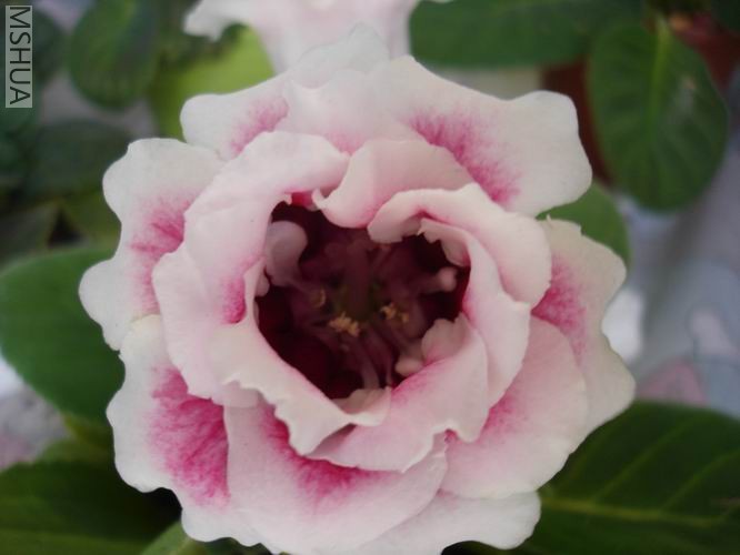 ������С DSC04484.JPG