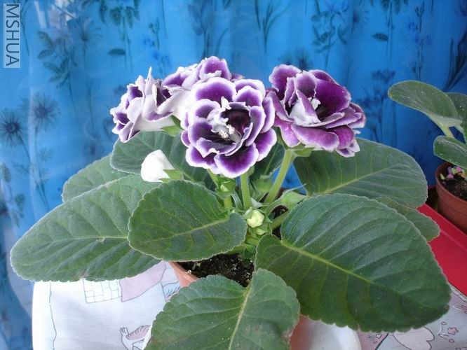 ������С DSC04481.JPG