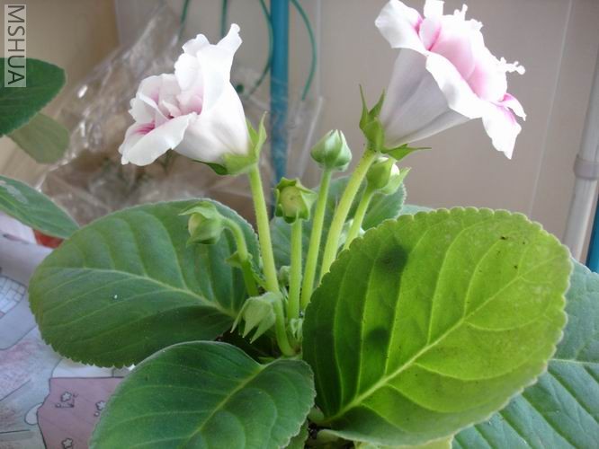 ������С DSC04487.JPG