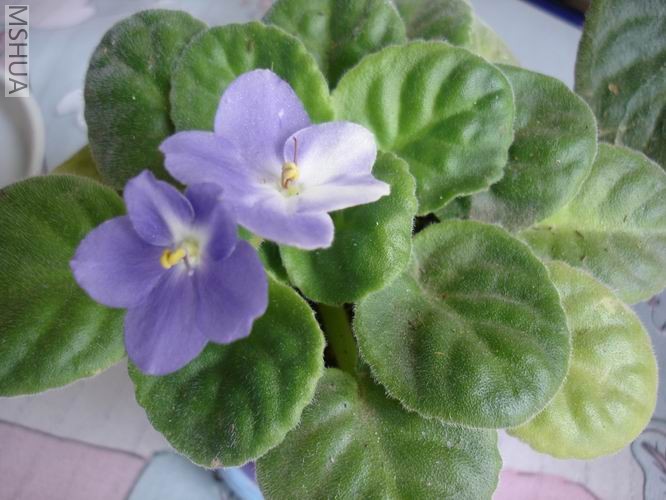 ������С DSC04462.JPG