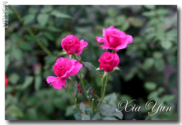 IMG_7101 ��������.JPG