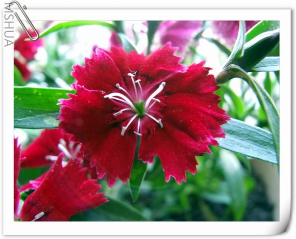 ������С ʯ���2.jpg