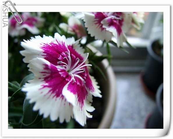 ������С ʯ�����15.jpg