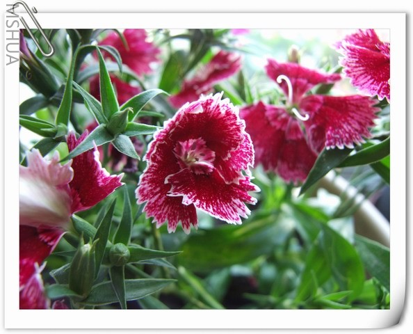 ������С ʯ��ױ�22.jpg