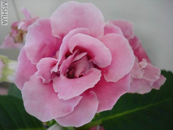 ������С DSC04477.JPG