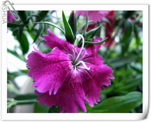 ������С ʯ��29.jpg