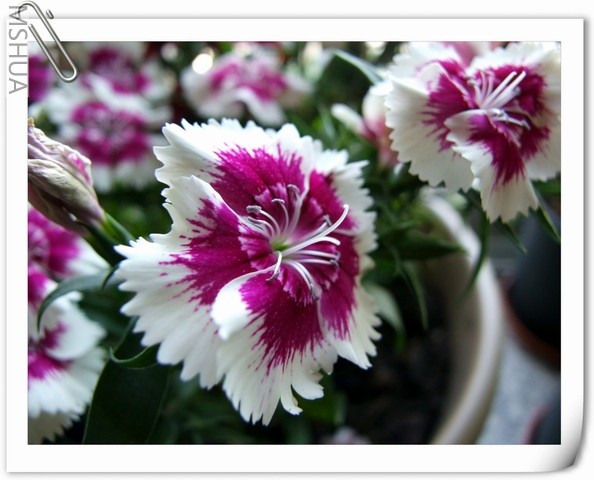 ������С ʯ�����11.jpg