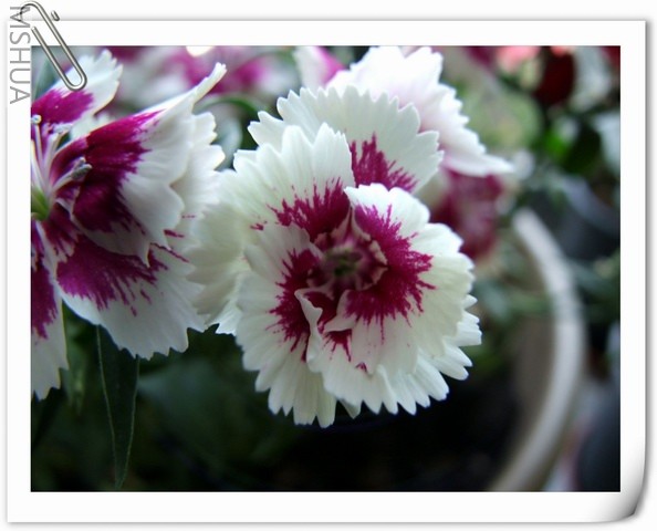 ������С ʯ�����13.jpg