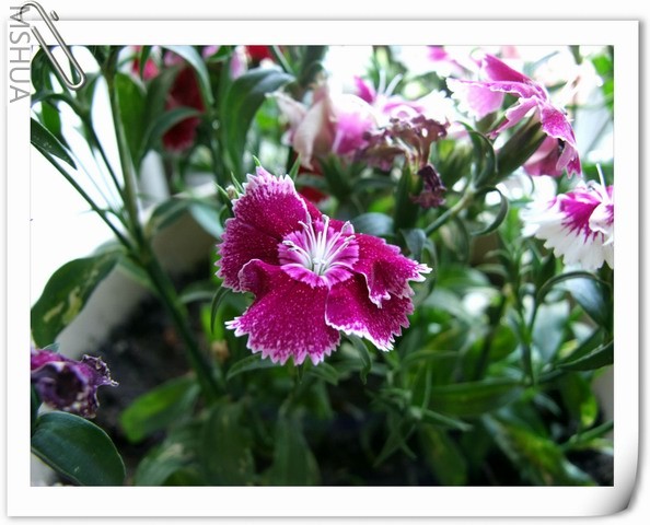 ������С ʯ���3.jpg