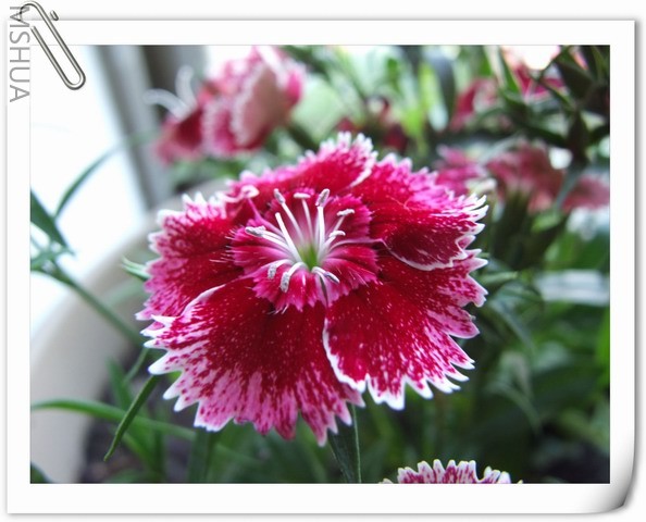 ������С ʯ��ױ�21.jpg