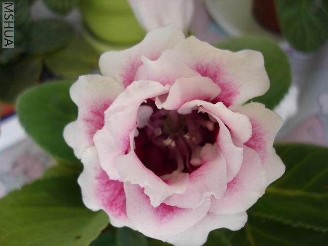 ������С DSC04486.JPG