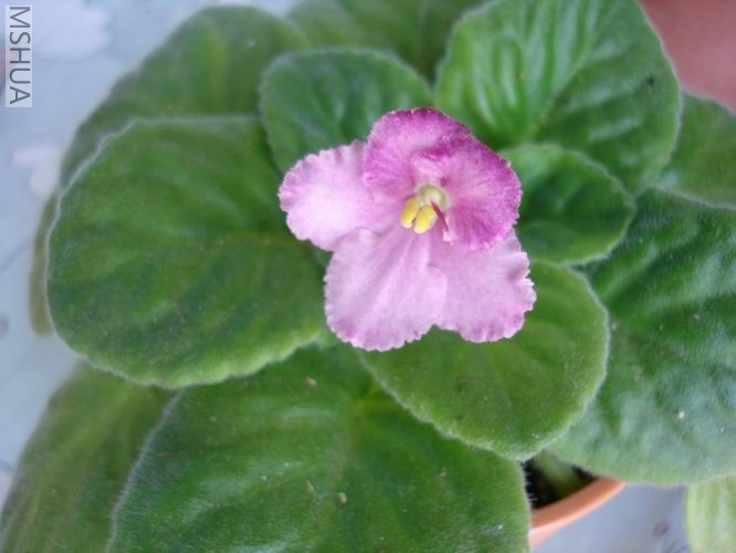 ������С DSC04461.JPG