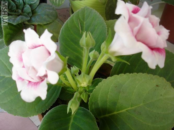 ������С DSC04464.JPG