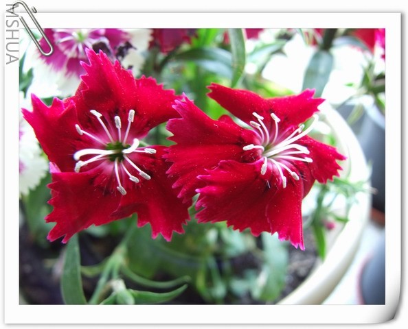 ������С ʯ���3.jpg