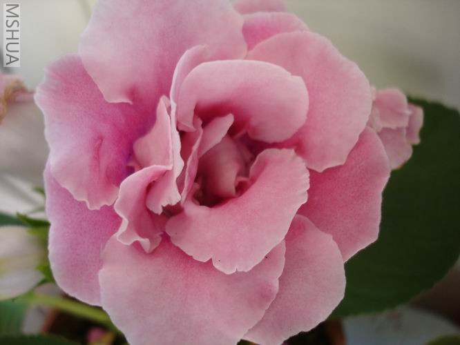 ������С DSC04467.JPG