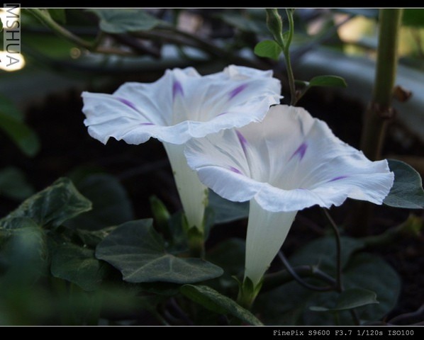 ������С milkway3a.jpg