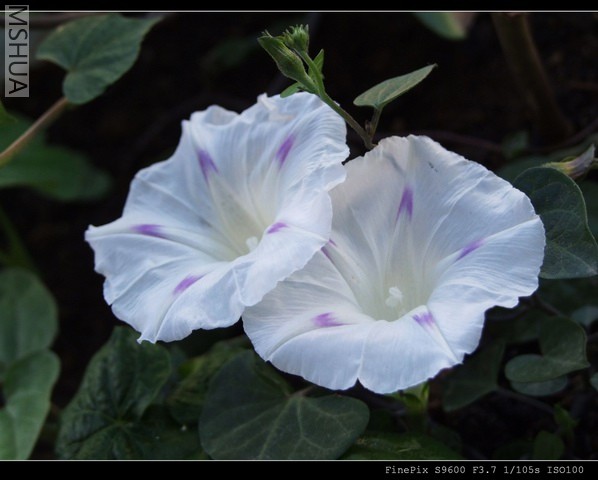 ������С milkway2a.jpg