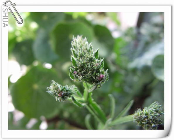 ������С ������7.jpg