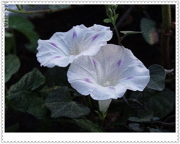 ������С milkway1a.jpg