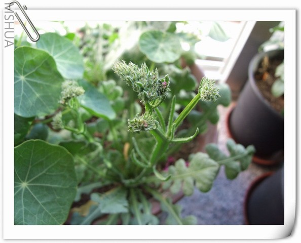 ������С ������4.jpg