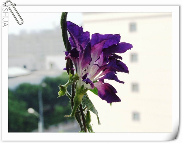 ������С ��ţ��127a.jpg