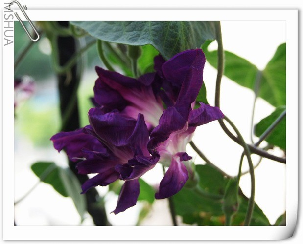 ������С ��ţ��128a.jpg