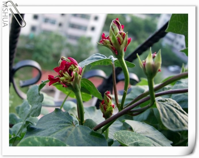 ������С DSCF0152a.jpg