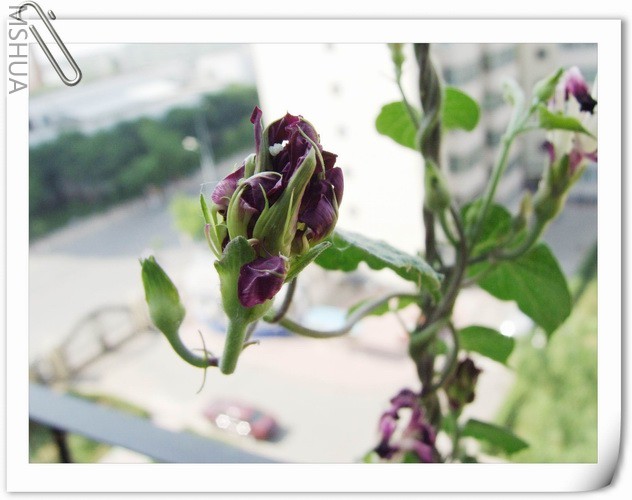 ������С ��ţ��125a.jpg