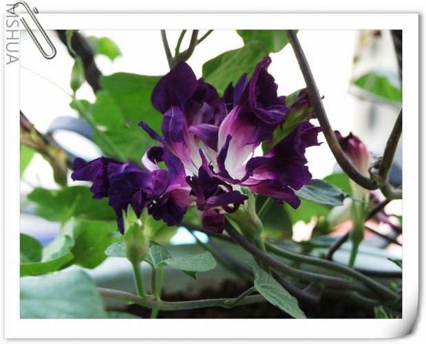 ������С ��ţ��129a.jpg