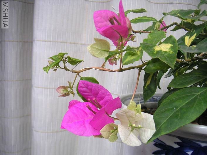 ������С 706102.jpg