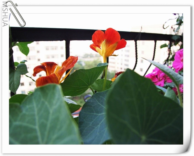 ������С ����168a.jpg