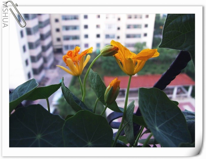 ������С ����166a.jpg