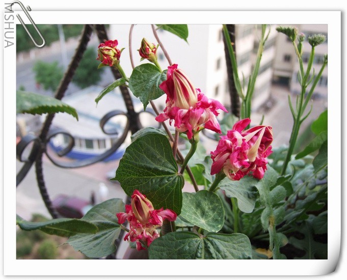 ������С ��ţ��170a.jpg