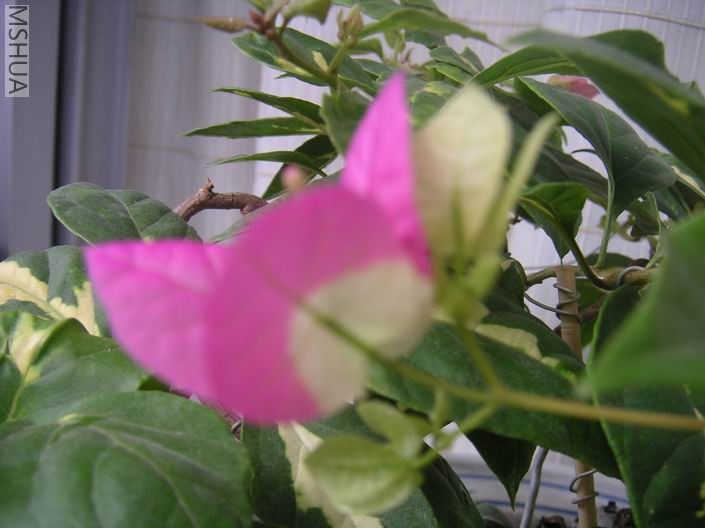 ������С 706103.jpg