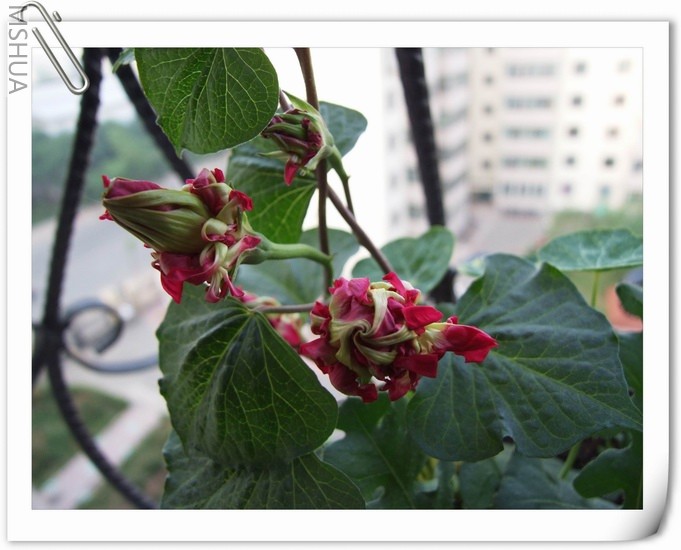 ������С ��ţ��169a.jpg