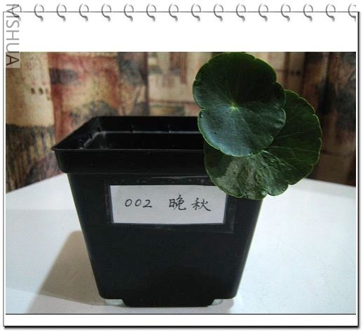 �������ֵ�С���裬�ھ���10*10CM������Ҫ��