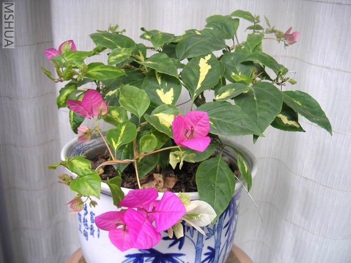 ������С 706101.jpg