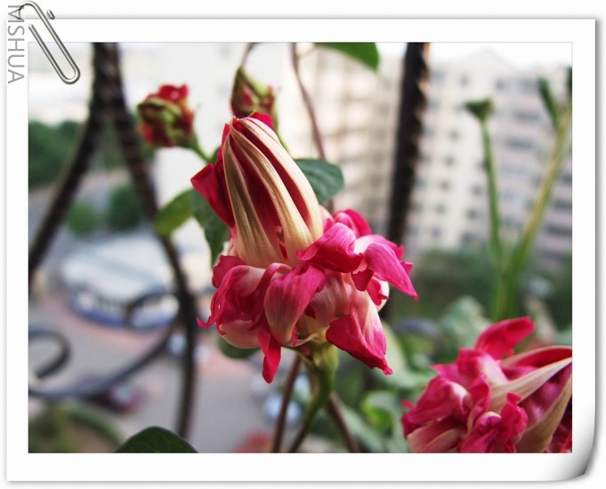 ������С ��ţ��173a.jpg