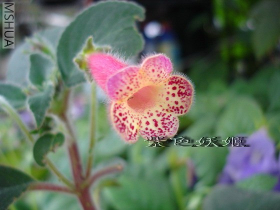 ��èB05043-1_resize.jpg