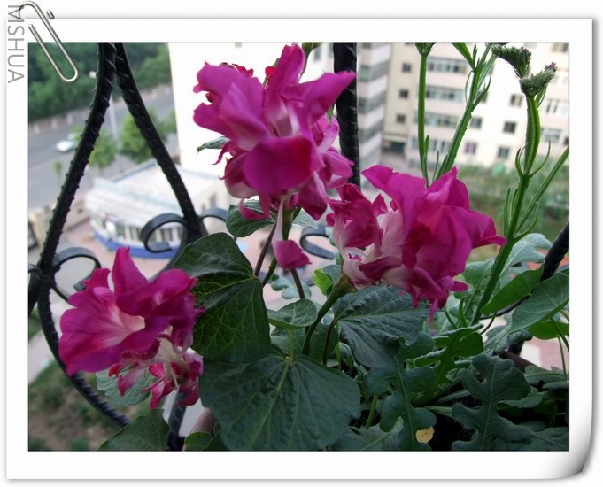 ������С ��ţ��a3a.jpg