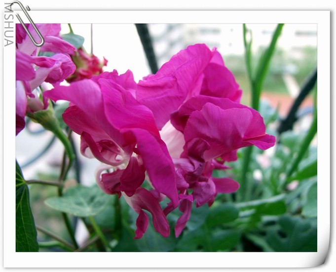 ������С ��ţ��a5a.jpg