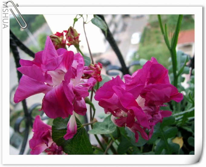 ������С ��ţ��a4a.jpg