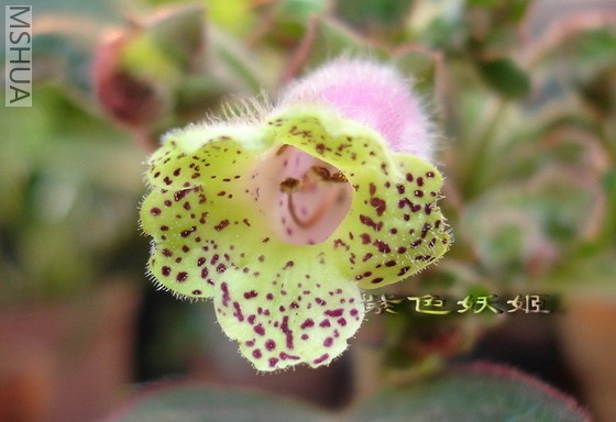 �̻�è03850-1_resize.jpg