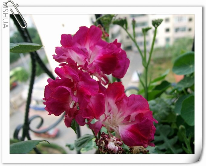 ������С ��ɫ��ţa6.jpg