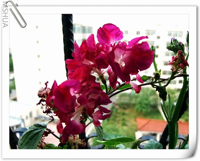 ������С ��ɫ��ţa4.jpg