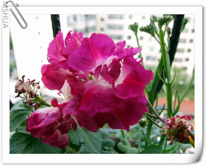 ������С ��ɫ��ţa5.jpg