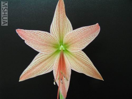 Hippeastrum neopardinum4.JPG
