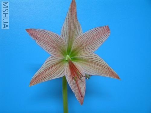 Hippeastrum neopardinum3.JPG