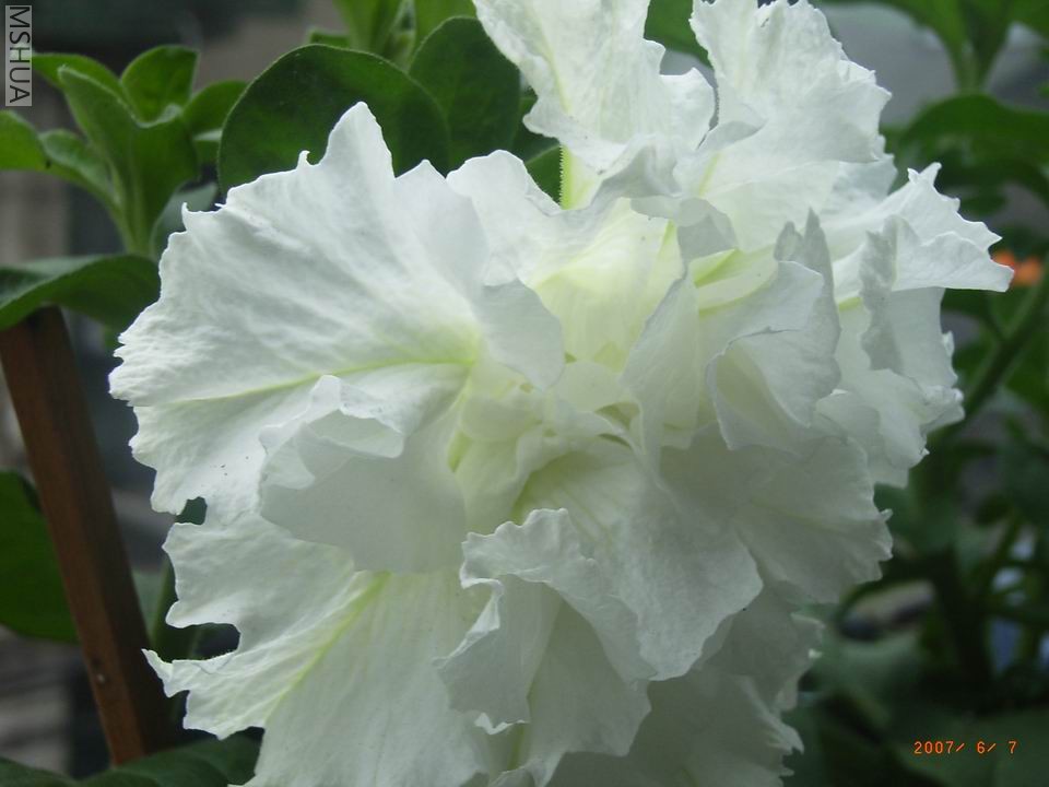 ������С RIMG0199.JPG