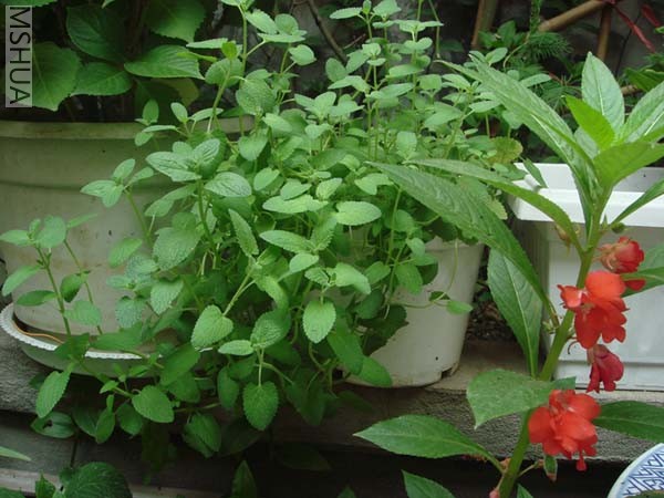 DSC00758.JPG
